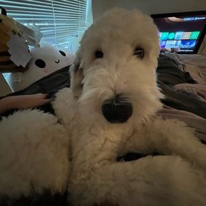 Meet your Posher, Katie